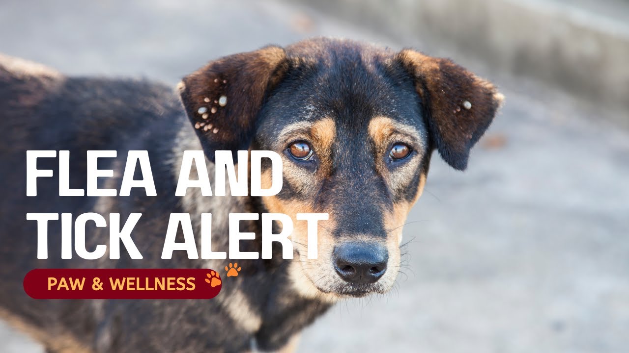 🐾How to Prevent Fleas & Ticks on Dogs  Vet Approved Tips for Year Round Protection