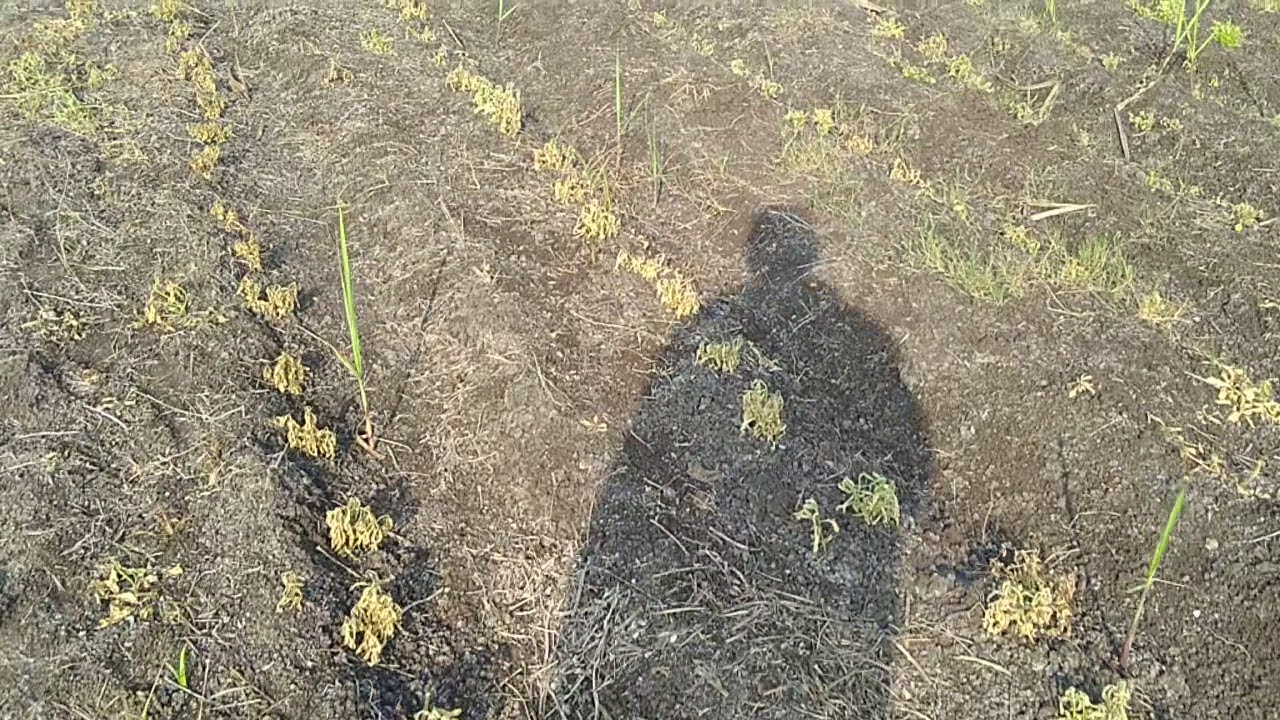 sugarcane weed management