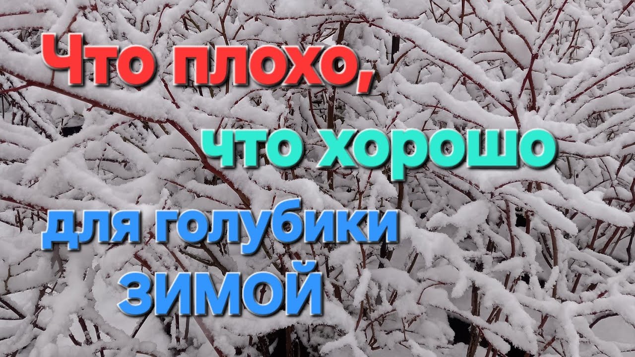 Что хорошо, что плохо для голубики ЗИМОЙ.