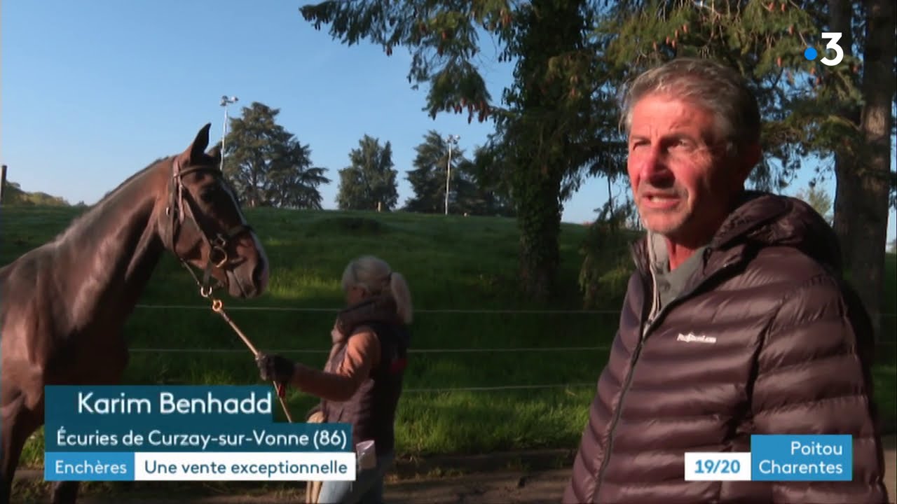 De jeunes chevaux de concours vendus aux enchères à Poitiers