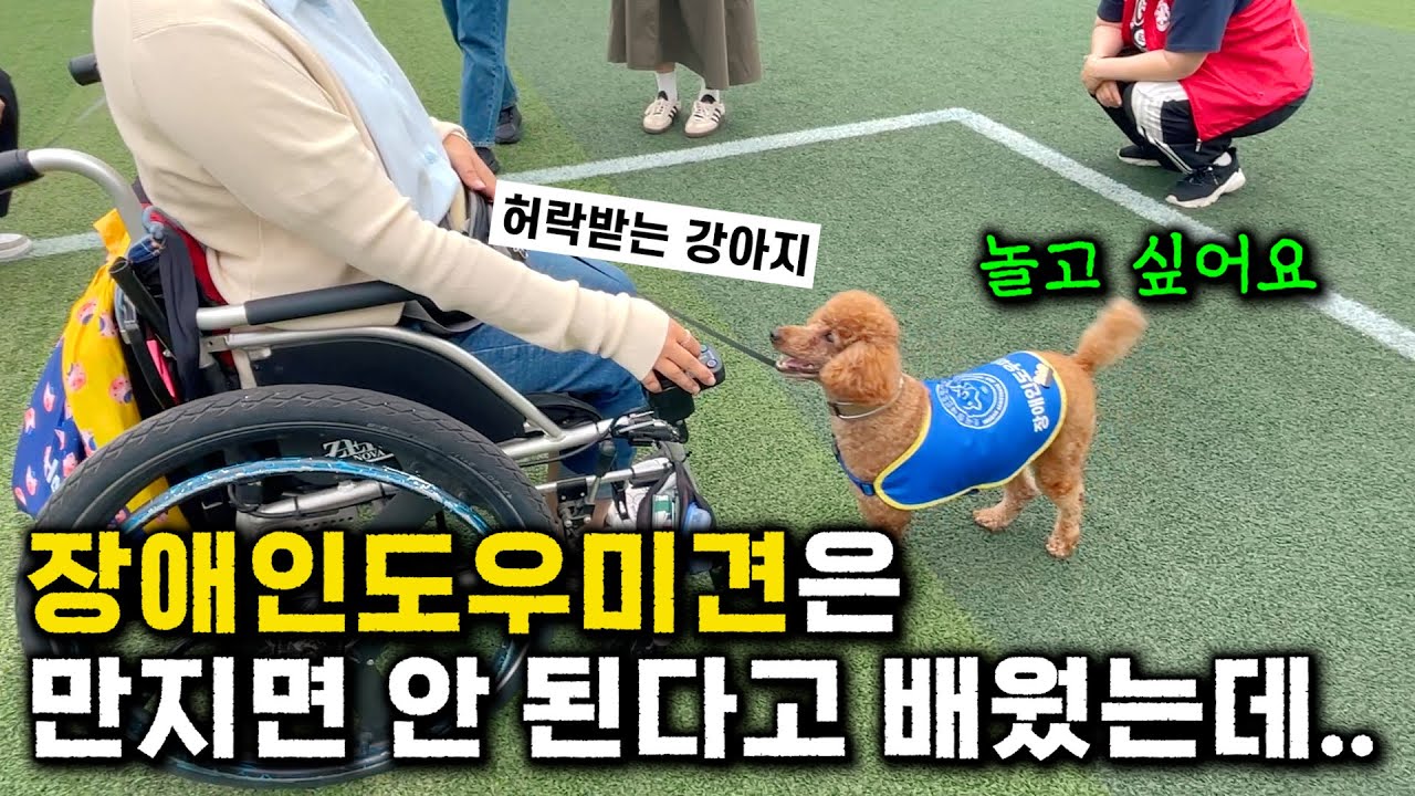 천재견보다 더한 도우미견?! 아무도 몰랐던 장애인도우미견의 깜짝 반전👀 #장애 #강아지 