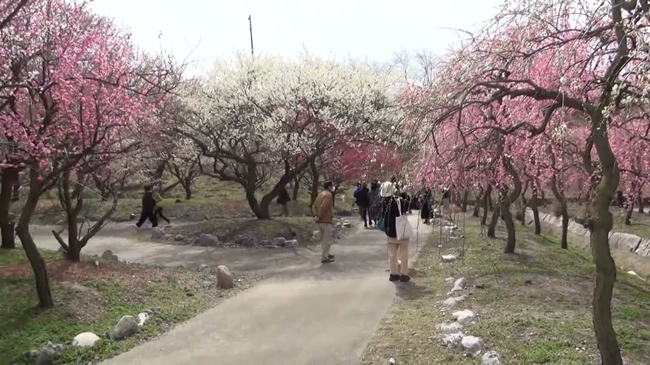 梅林公園　見頃　（いなべ市）