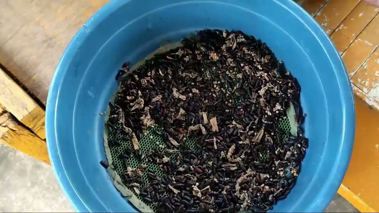 Mealworm Breeding  for beginners (in one episode) TUNGS TV ep46