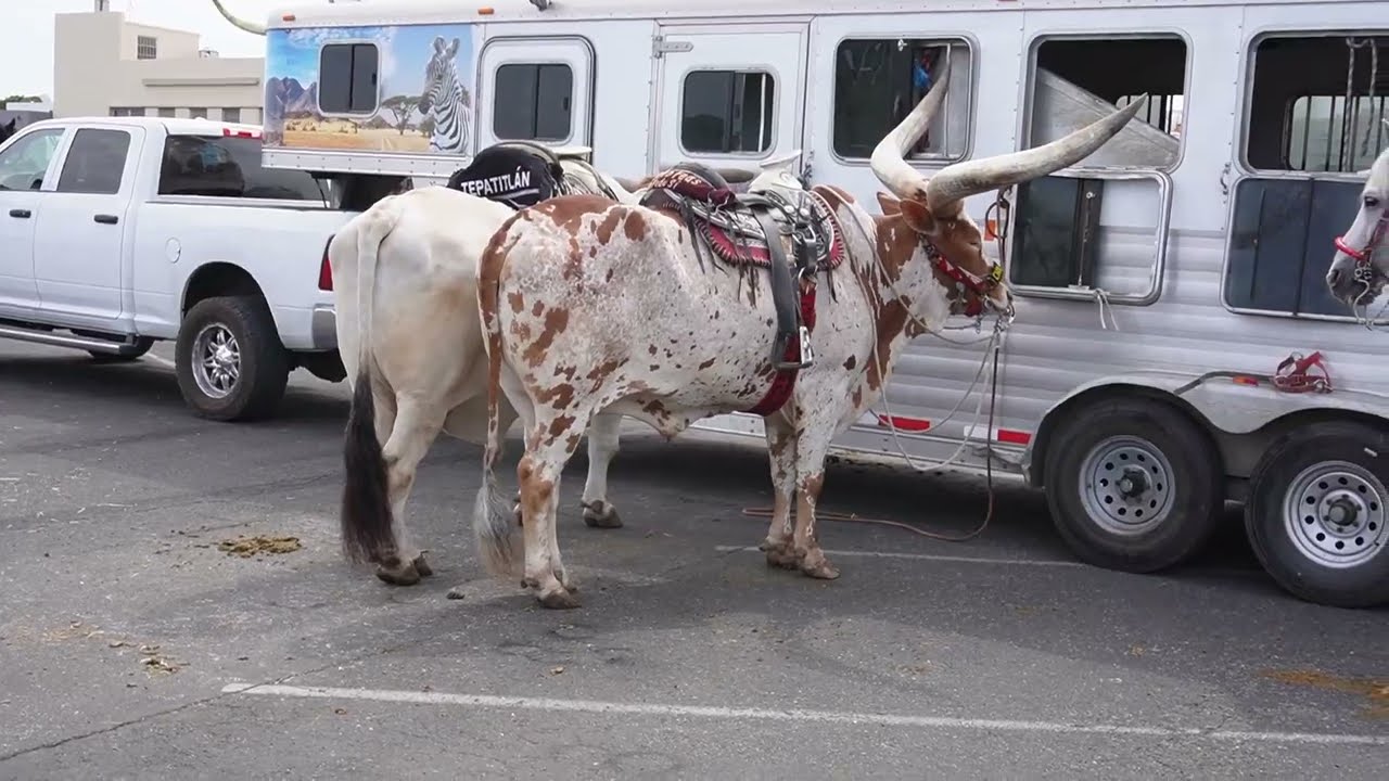 SALINAS CALIFORNIA DESFILE DE CABALLOS 2023 #rodeovideos #salinas