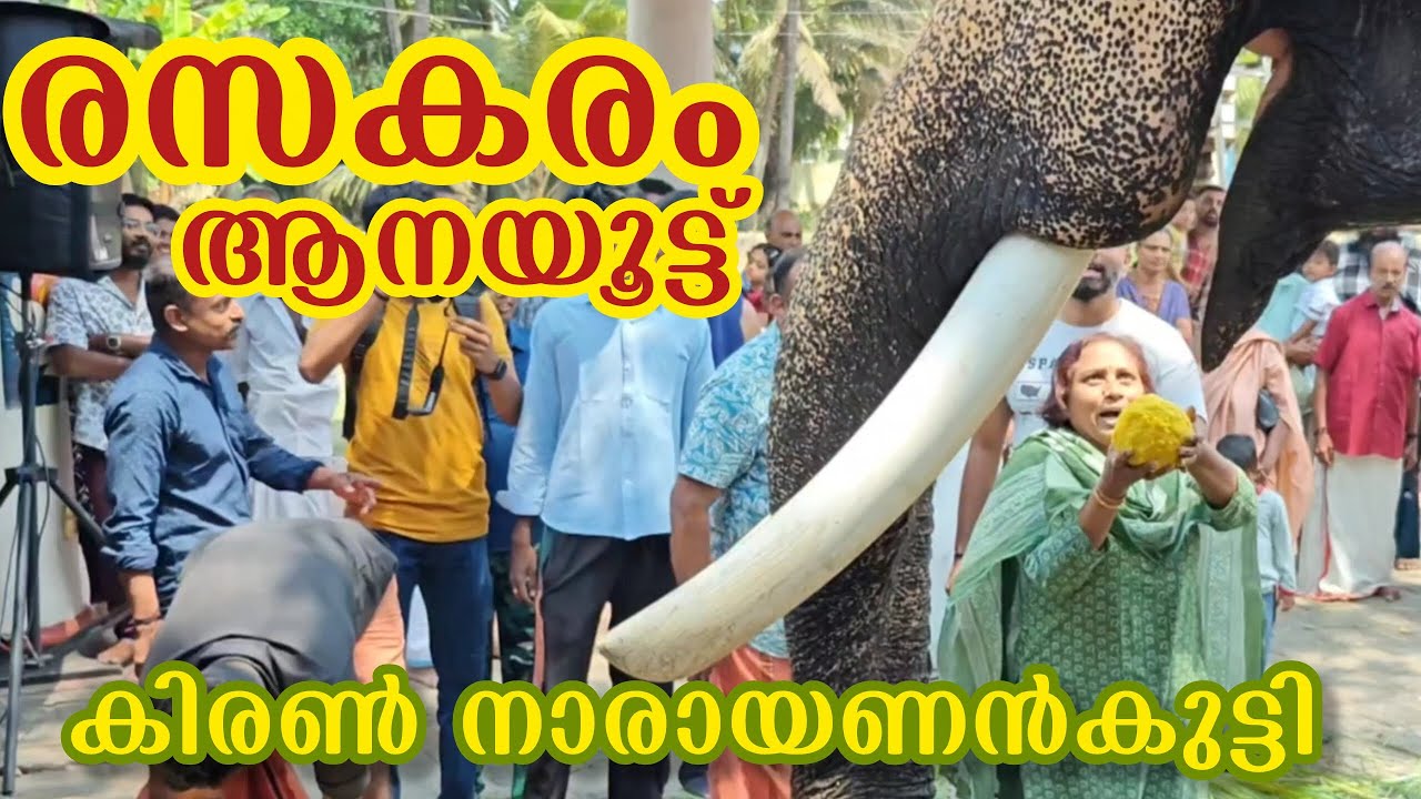ആനയൂട്ട് കണ്ടിരിക്കാൻ എന്താ രസം 😄🤭 കിരൺ ആന..😍 #keraleeyan #aana #aanayoottu 