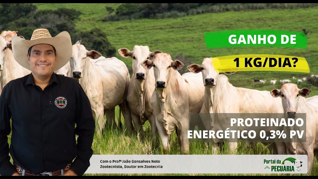 Ganhos de 1 kg/dia com proteico energético 0,3% PV