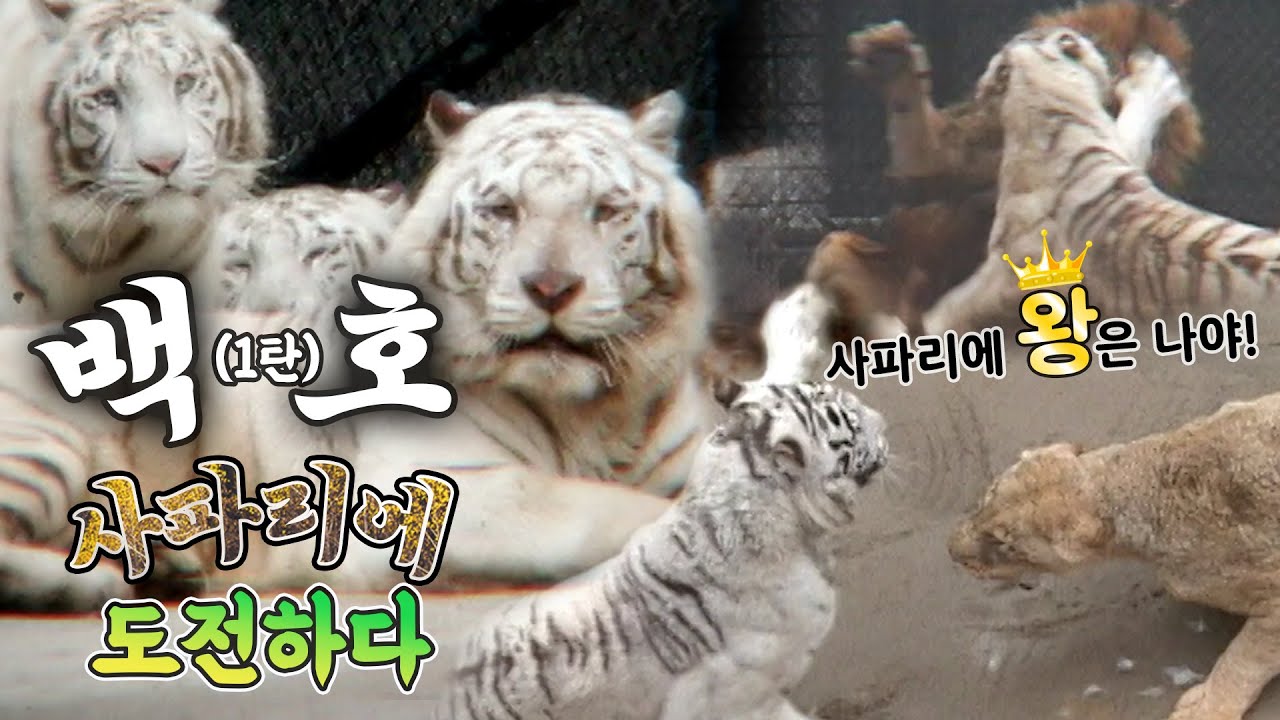 #백호 #호랑이 #사파리 에 도전하다! 사파리에 진정한 왕👑은!? 1탄 [반려생활 With Animals] / KBS 방송