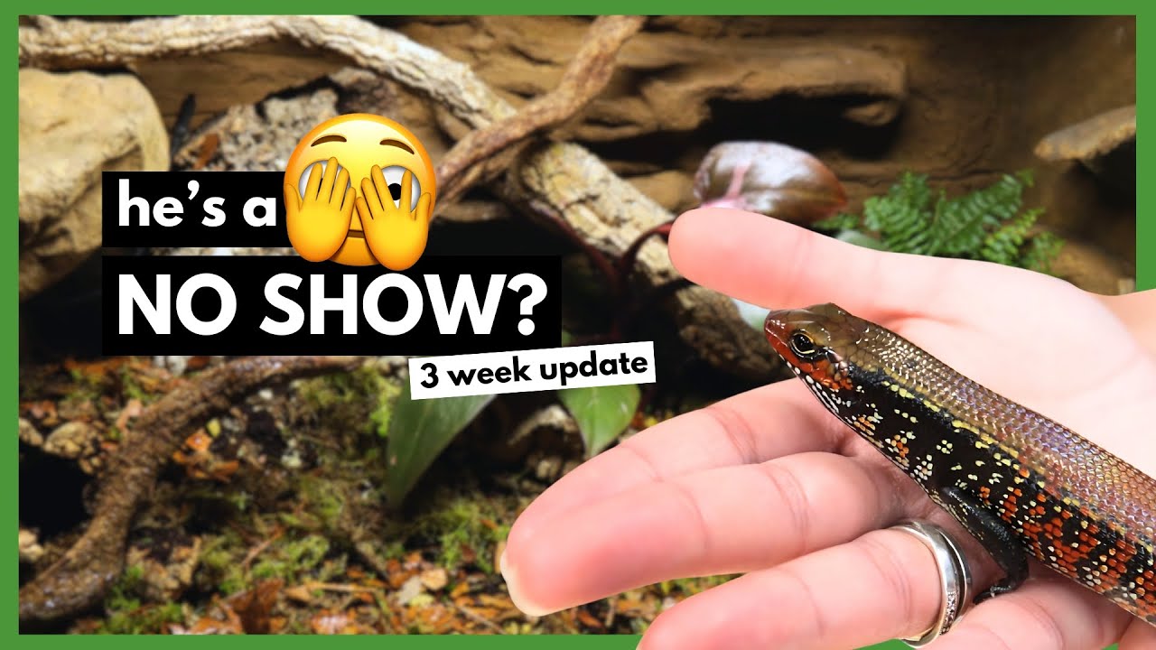 The Realities Of Owning A Fire Skink | FIRST 3 WEEKS