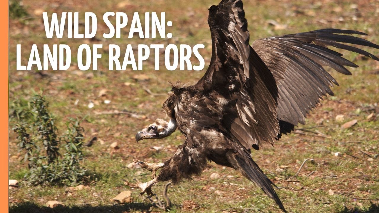Birds of Prey and Untamed Beauty: Monfragüe Awaits | Full Documentary