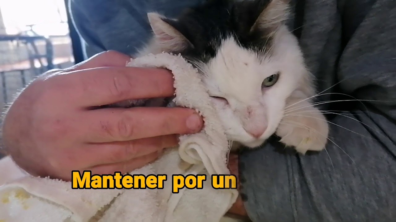 Que hacer si a tu gato le pico una abeja.