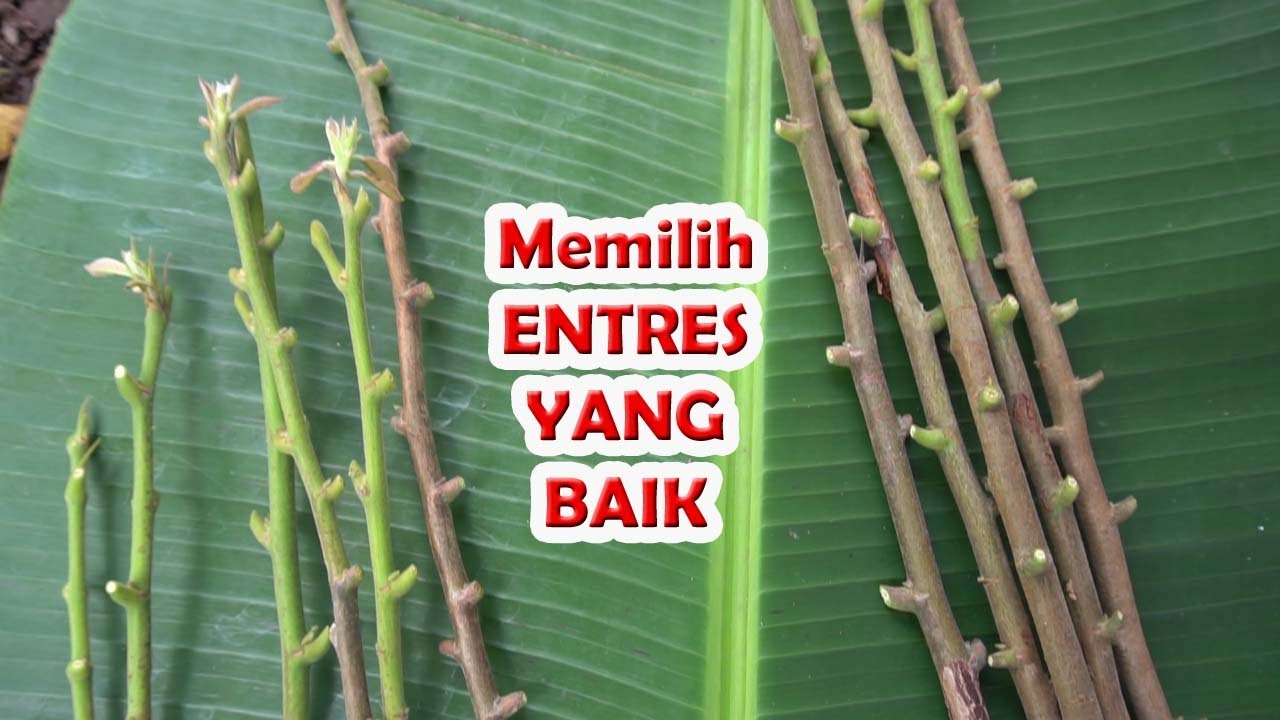Cara Memilih entres yang baik | Entres Kakao yang baik | Agar sambung Pucuk Cepat tumbuh | Entris