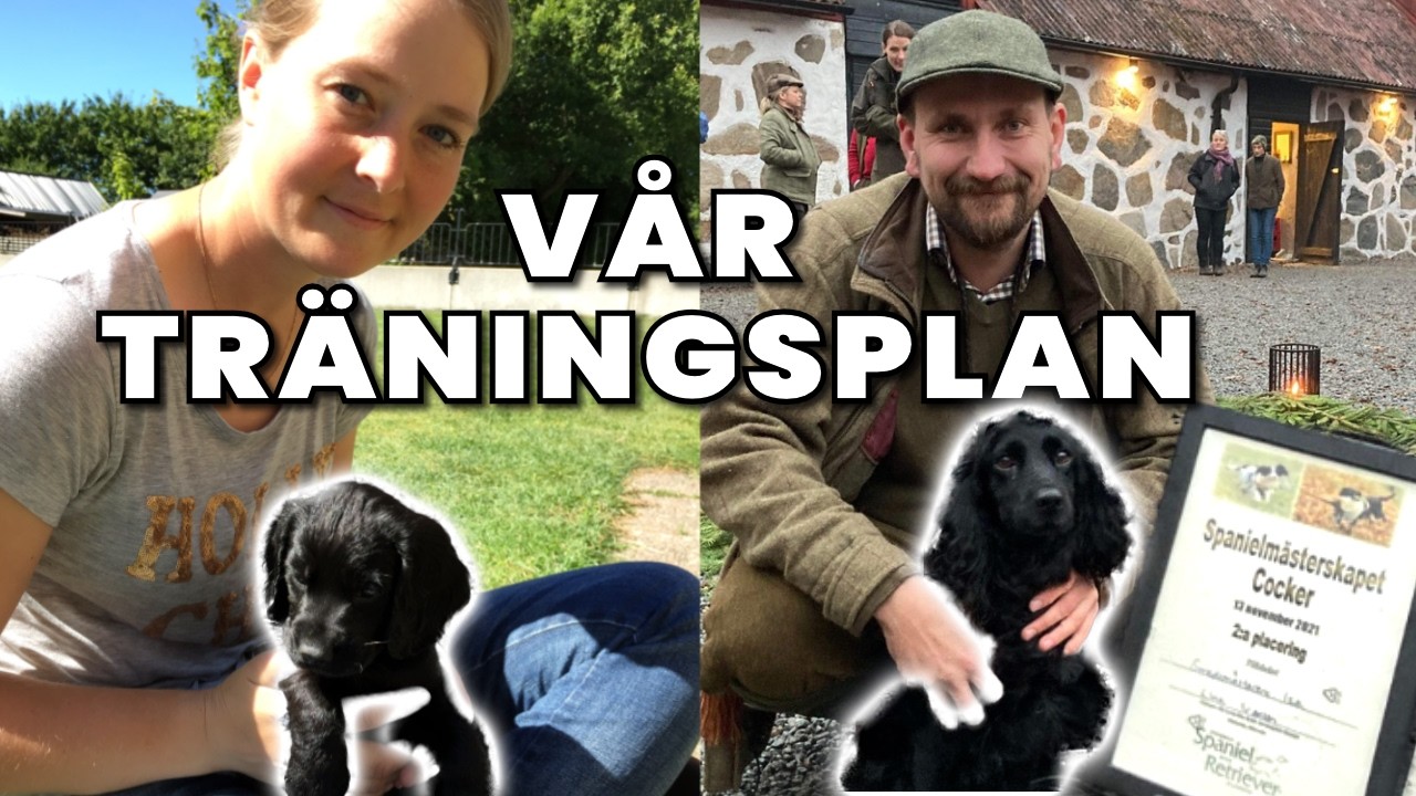 Steg för steg: från otränad till grundtränad hund