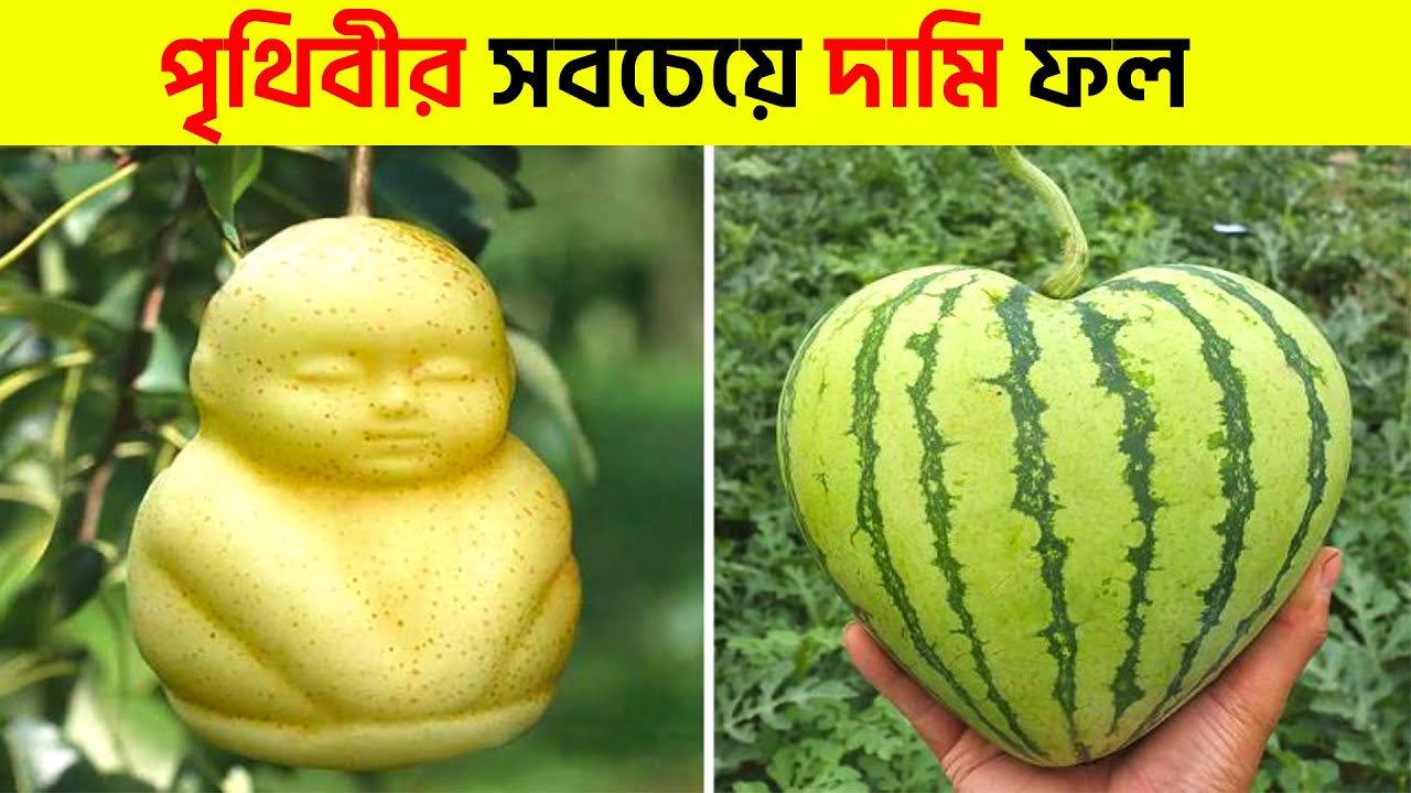 বিশ্বের সবচেয়ে দামি ফল । 12 Most Expensive Fruits in the World । most expensive fruits in the world