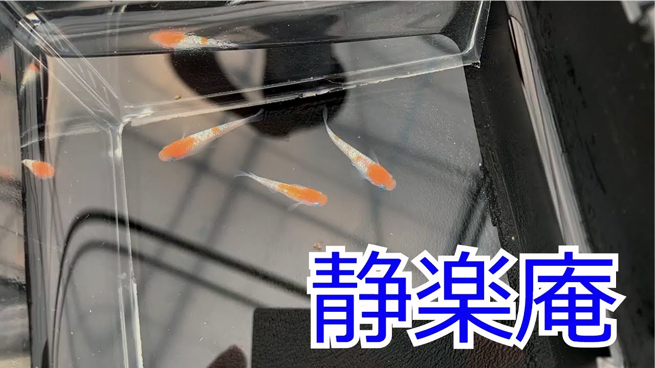【静楽庵】日本一のめだか屋さんから紅白ラメを購入！！紅白ラメの常識が覆されました…。