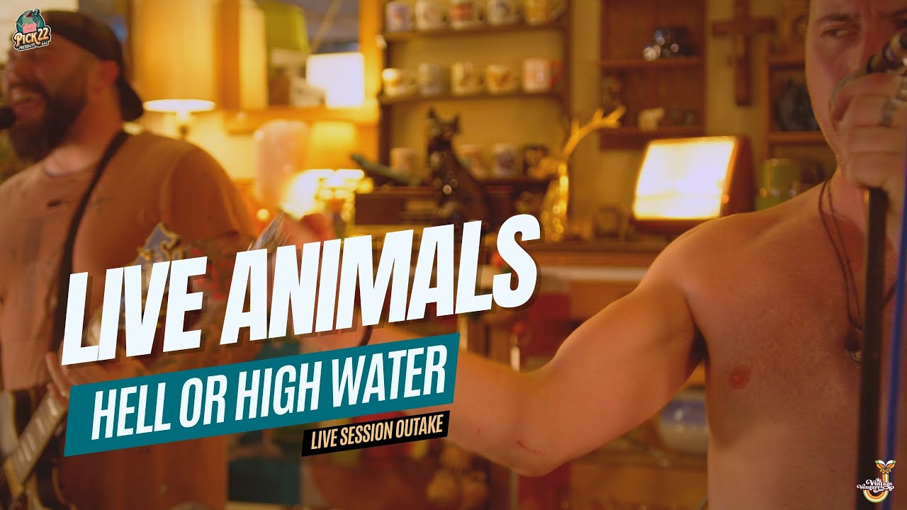 Live Animals - Hell or High Water | Live Session Outtake