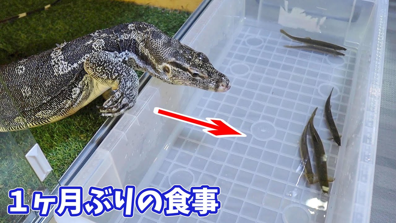 腹ペコのオオトカゲにドジョウを与えてみると・・・！！！