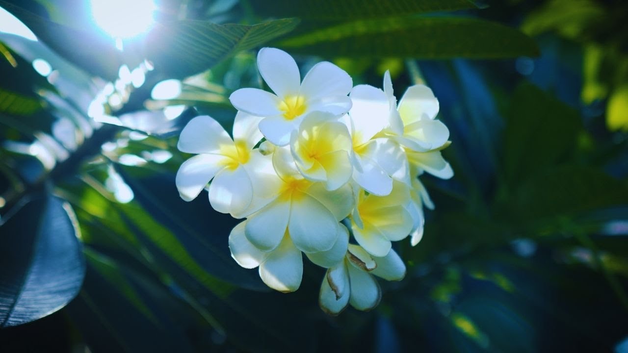 And Then Comes the Light 🥰 sony zv e10 mark ii sigma 30mm footage