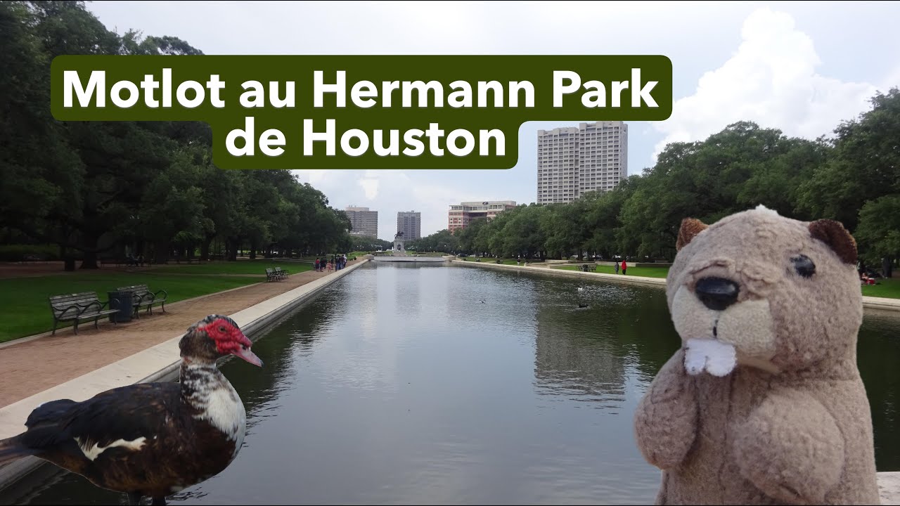 Motlot au Hermann Park de Houston