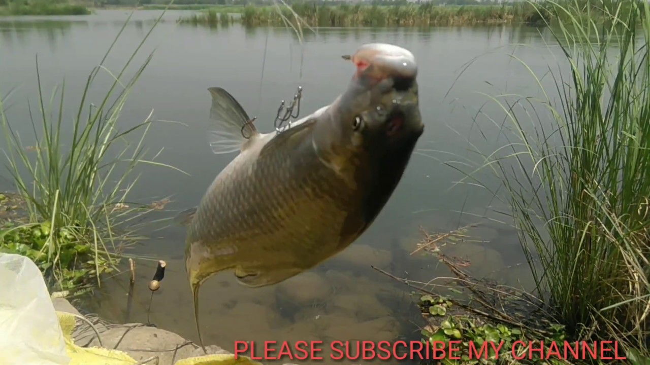 🐟 🎣BHAKRA DAM FISHING l FISHING TRIPS I FISHING TRICKS I FISHING TECHNIQUES
