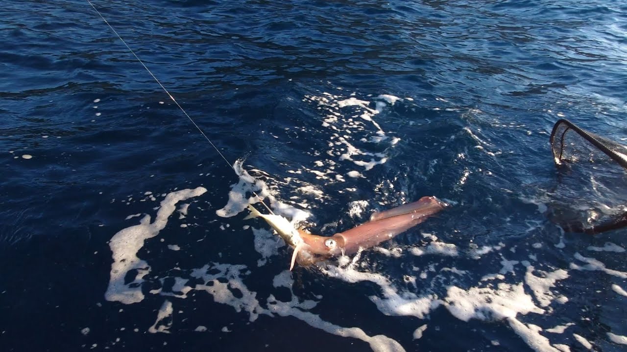 Vaya CALAMARES!!🦑🦑Salimos a pescar al vivo con cebos grandes y acabamos pescando calamares.