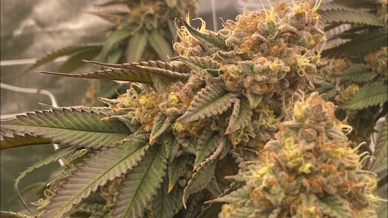 STRAIN REVIEW: KushBerry MoonRocks from MSNL seeds