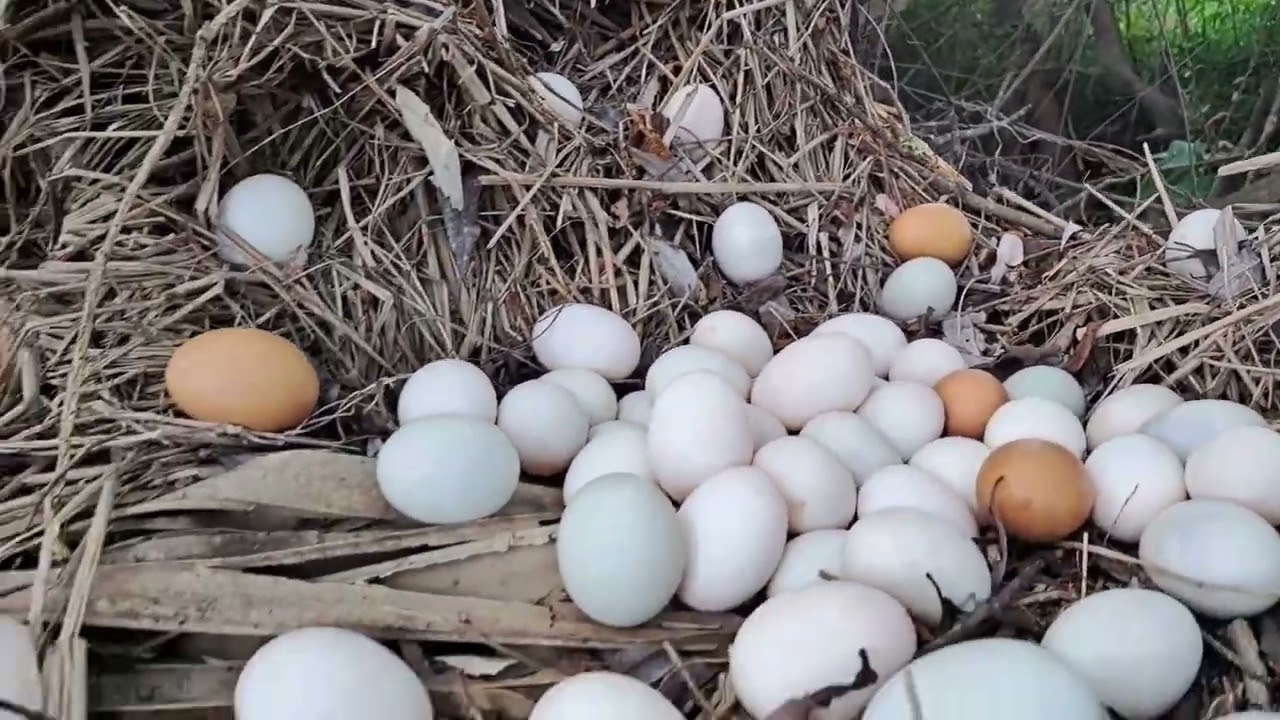 Top catching fish amazing! pick a lot of eggs on the hive under a tree pick by hand