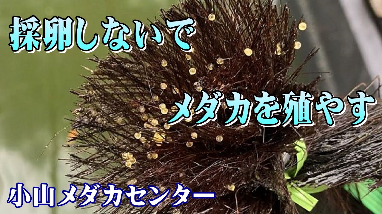 【メダカ繁殖】採卵しないでメダカを殖やす