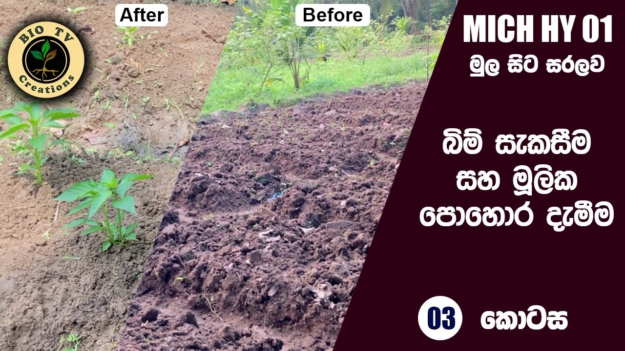 MICH HY 01 මිරිස් වගාව බිම් සැකසීම | මූලික පොහොර යෙදීම miris wagawa bimsakasima mulika pohora yedima
