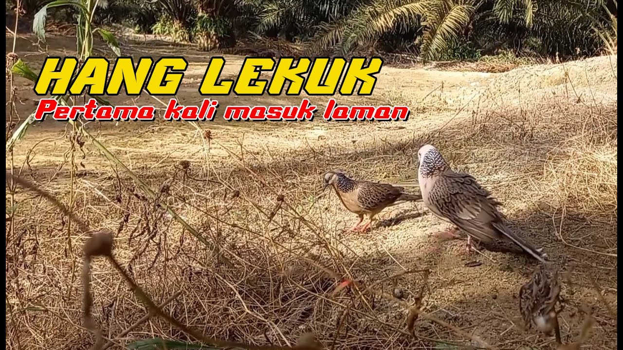 MEMIKAT TERKUKUR  ... HANG LEKUK TAPAU 1... PERTAMA KALI MASUK LAMAN