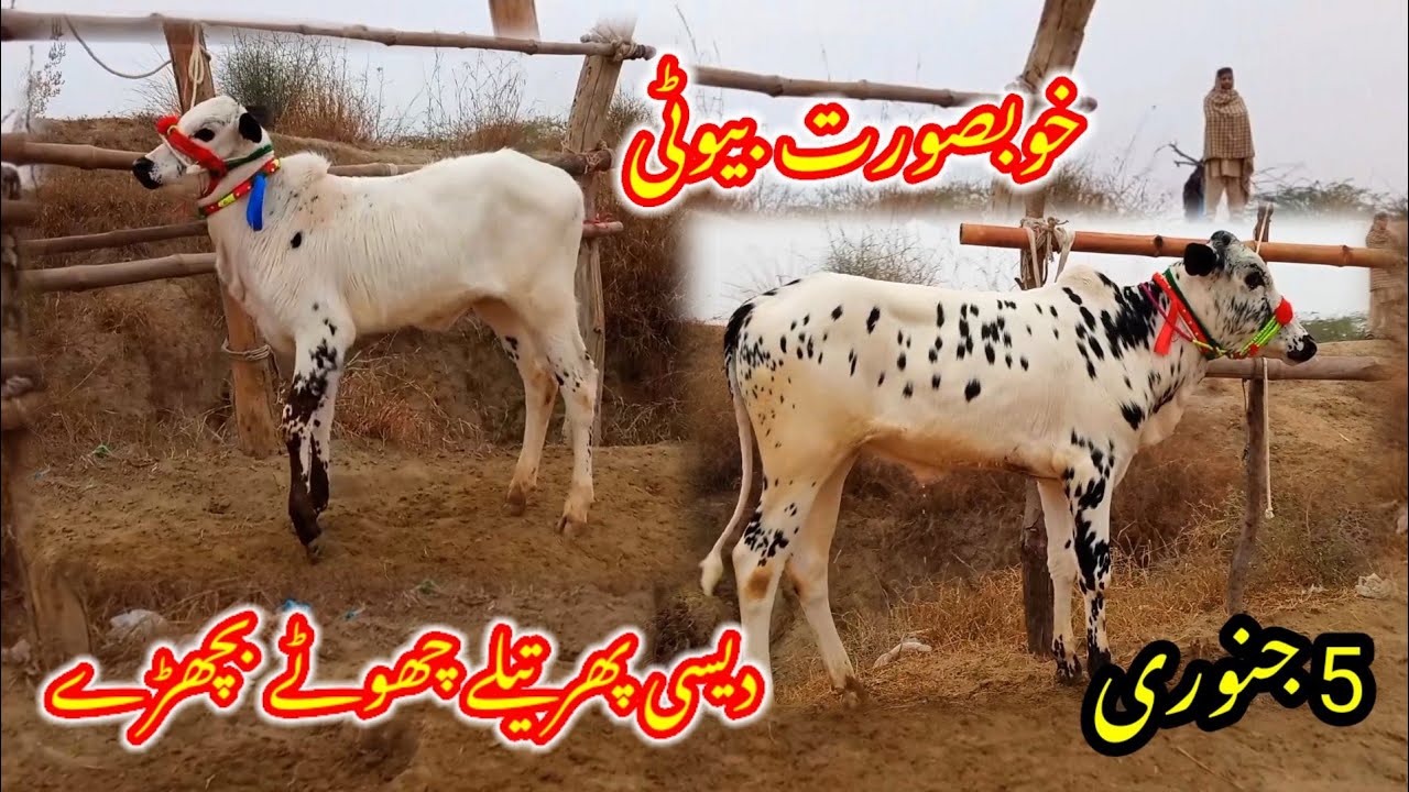 beautiful dhani dasi  Miy breed cow calf rates in Talagang Mandi new update/Fated Jang Bulls rates/
