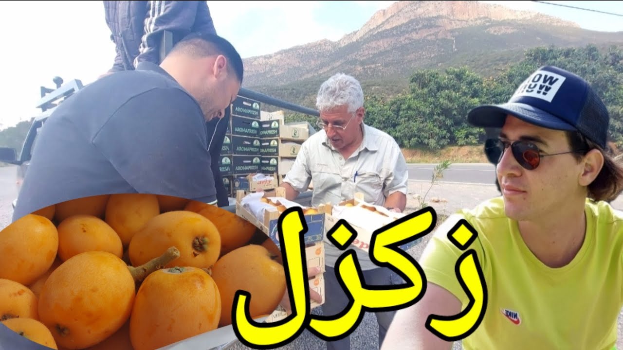 فاكهة المزاح زكزل إنتاج وتصدير جودة عالية إقليم بركان zegzel berkane maroc @Ganouri49