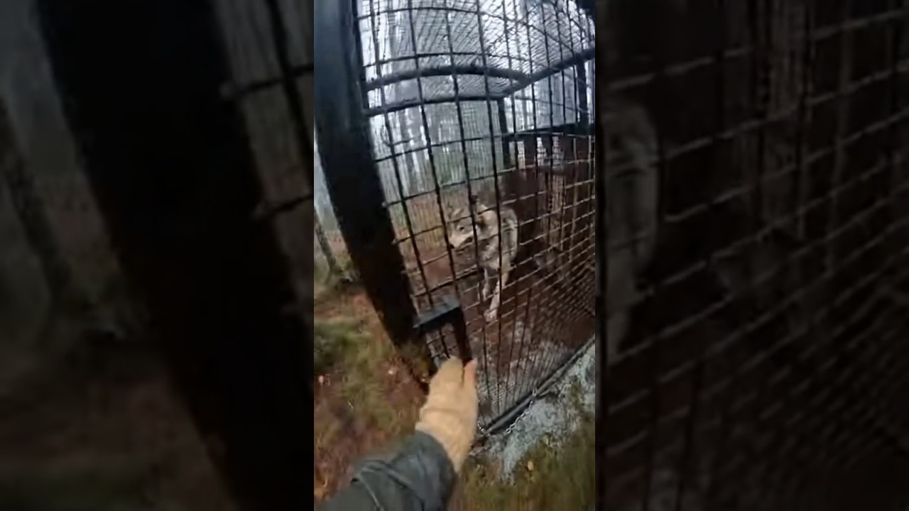 &ldquo;The girl freed the wolf from the hunter&rsquo;s trap.&rdquo; 🐺 #wildlife #wildliferescue