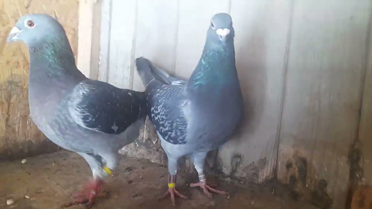 Perechile de Matcă pe anul 2026