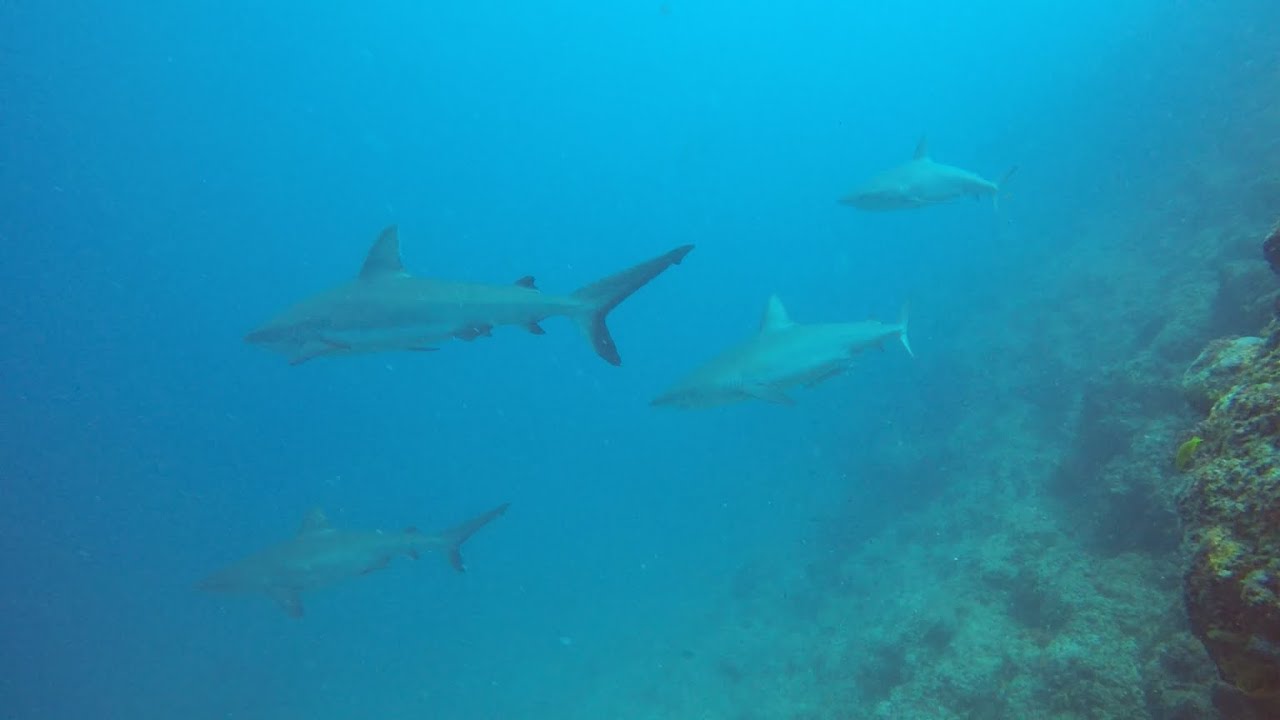 2020-03-07 - Sea Horse - Passe de Dumbéa - Nouméa - Nouvelle Calédonie