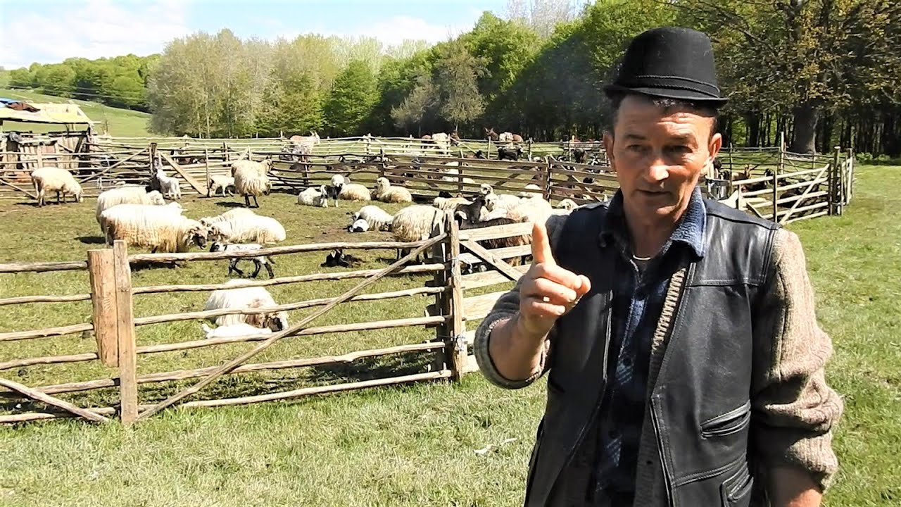 CAND TREBUIE TUNSE OILE, NE EXPLICA UN CIOBAN CU EXPERIENTA- MARIN CHIOJDEANU.