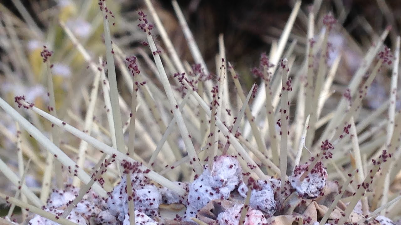 2  What is cochineal and how does it work