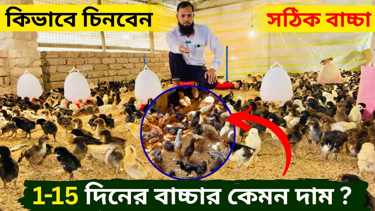 সোনালি মুরগির সঠিক বাচ্চা কিভাবে নির্বাচন করবেন ? 1-15 দিনের বাচ্চার কেমন দাম ?।