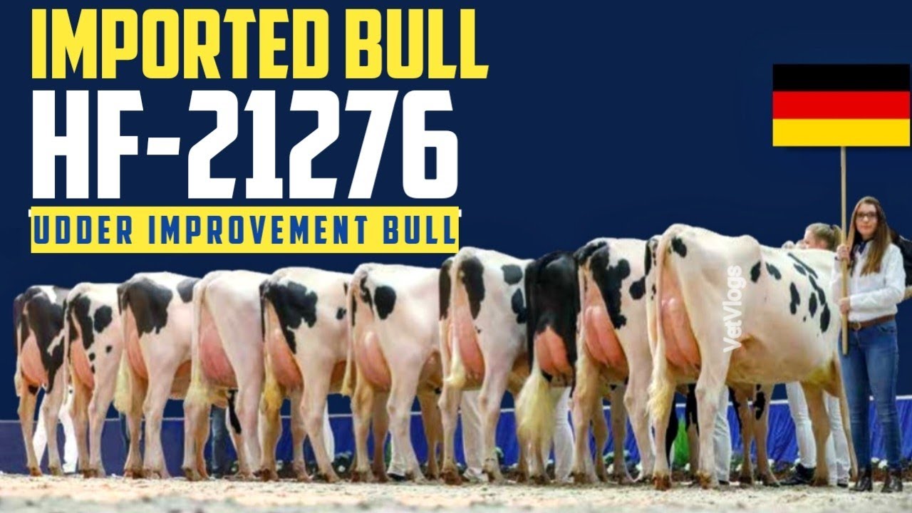 HF-21276 | Germany Imported Bull | VetVlogs