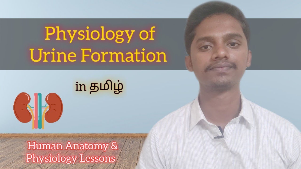 #33 Physiology of Urine Formation in Tamil