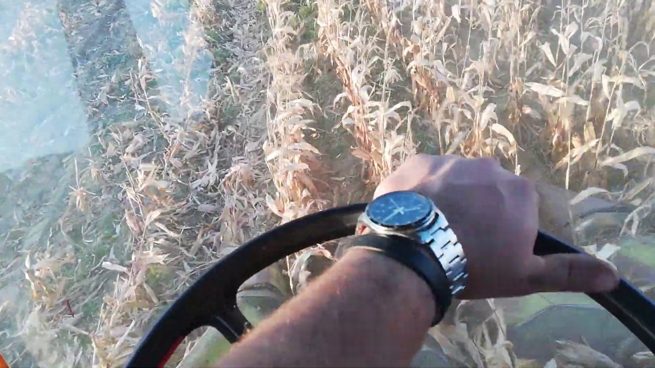 Koszenie kukurydzy MF 530
