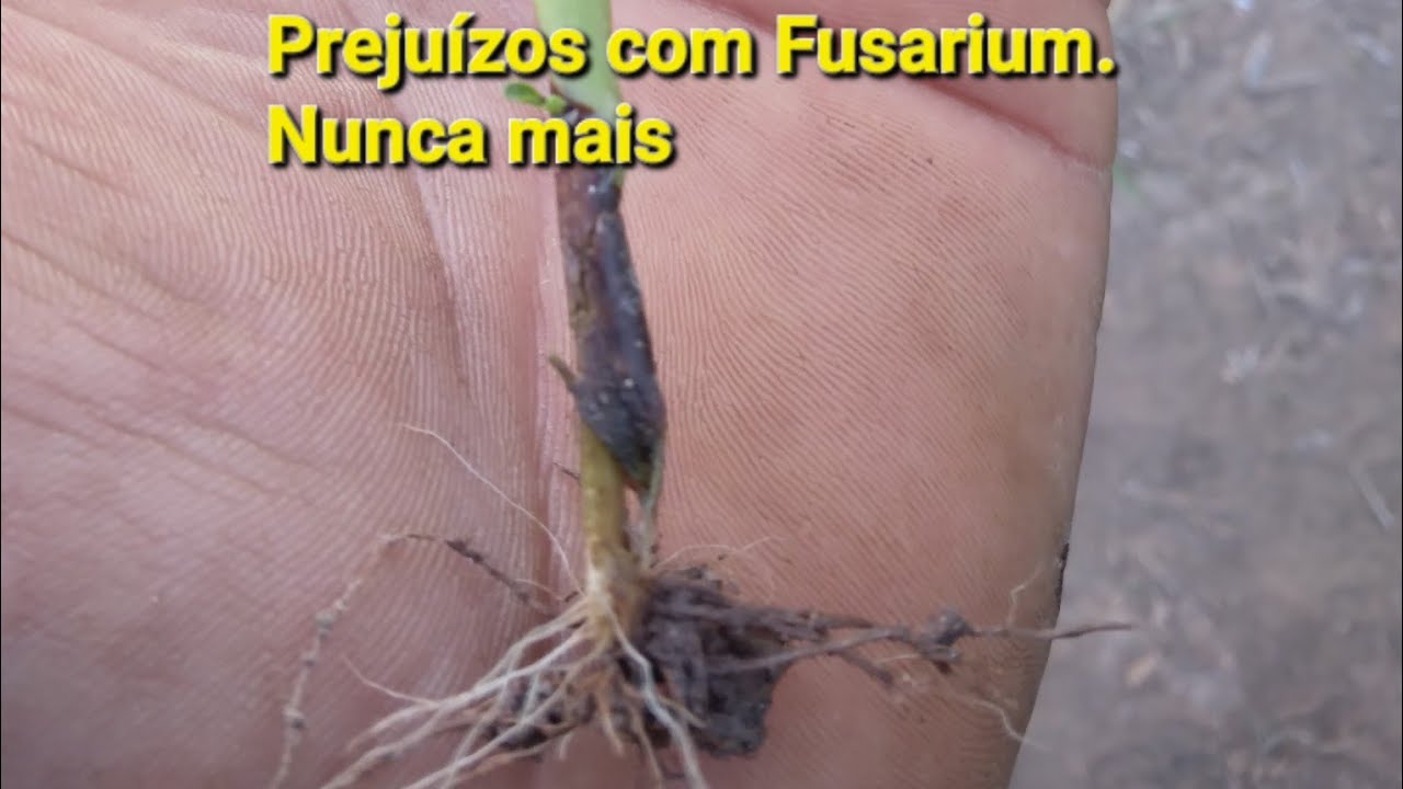 TECNICA PARA COMBATER O FUSARIUM NO PIMENT&Atilde;O. RESULTADO OTIMO