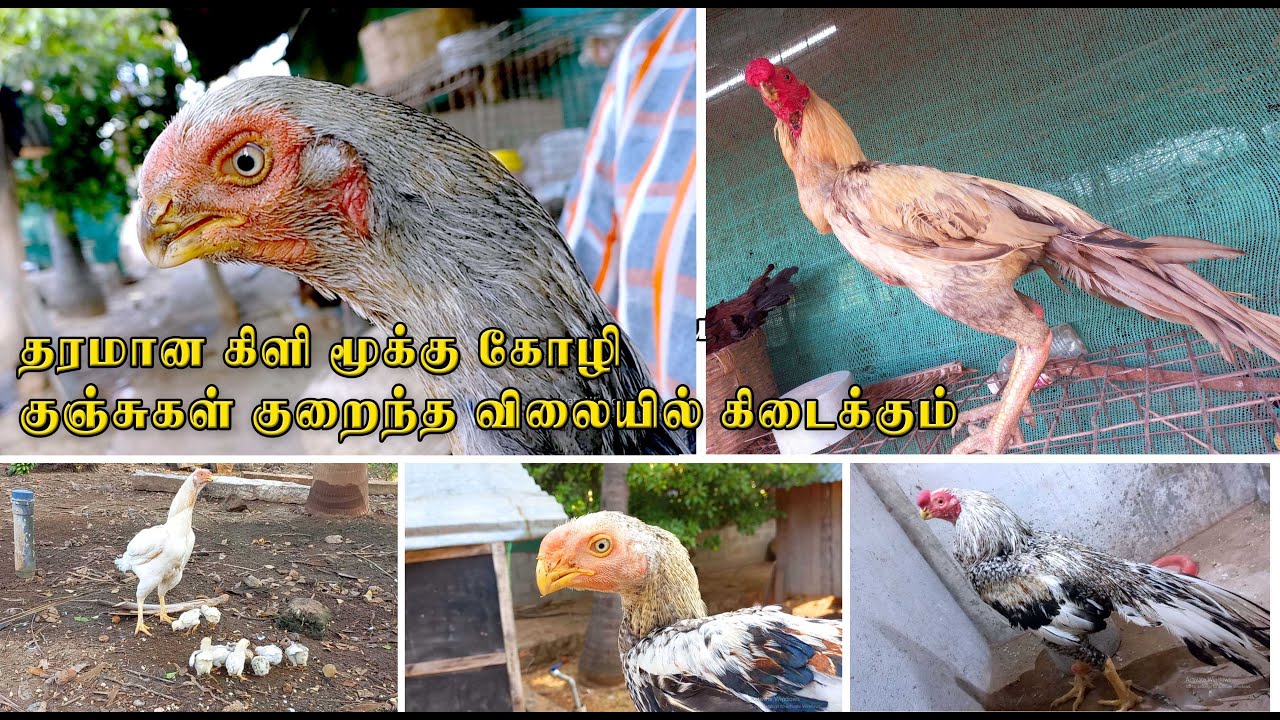 15 வருட அனுபவத்தில் கிளி மூக்கு கோழி வளர்ப்பில் அசத்தும் இளைஞர்| KARTHIK FARMS