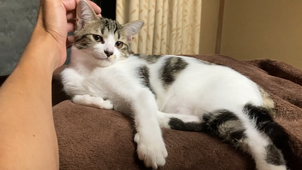 にゃんプロ勃発！？仲良し子猫姉妹の可愛い日常