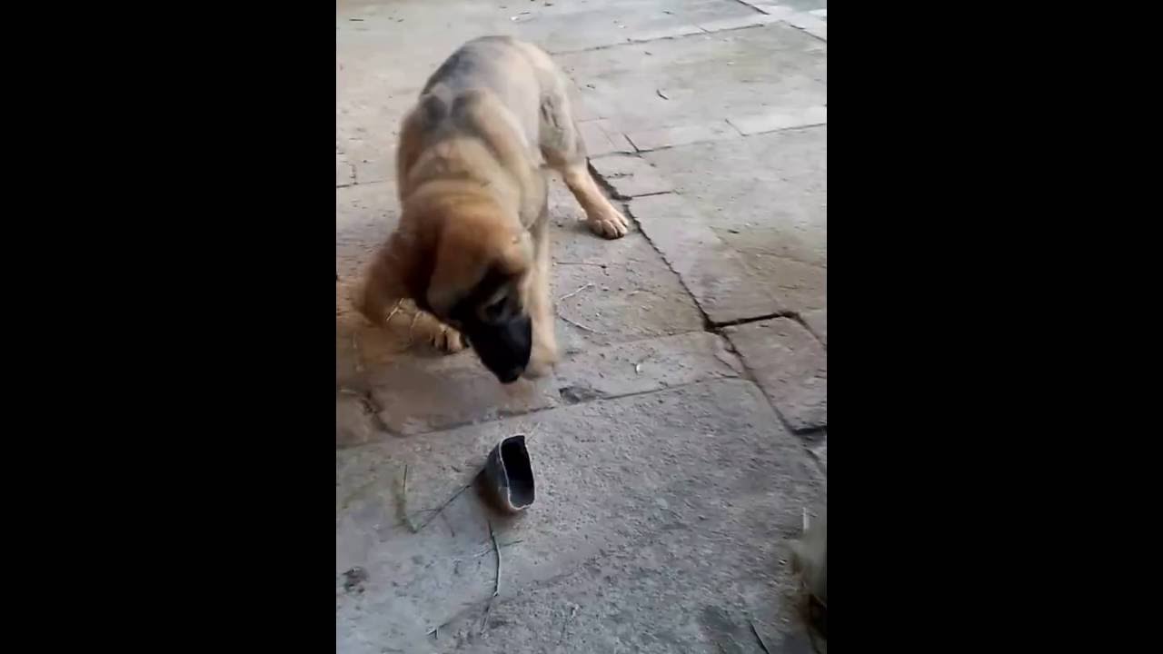 GSD vs Cow Hoove