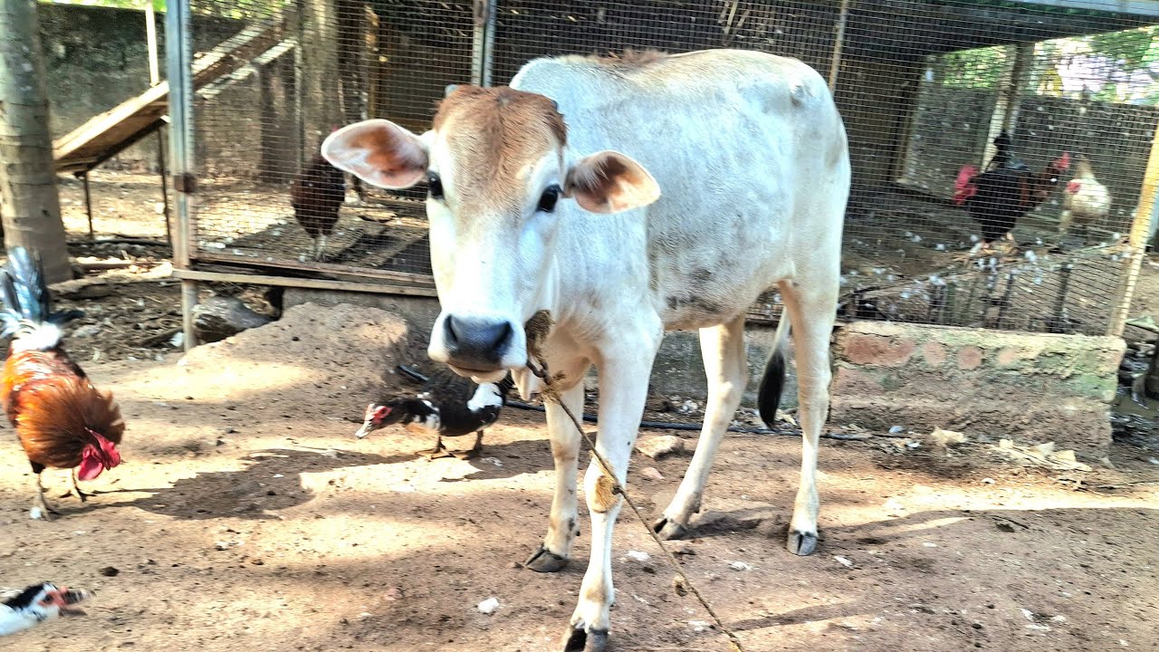Cow Shiva: LIVE Q&A on Desi Cow Farming! Hen duck live