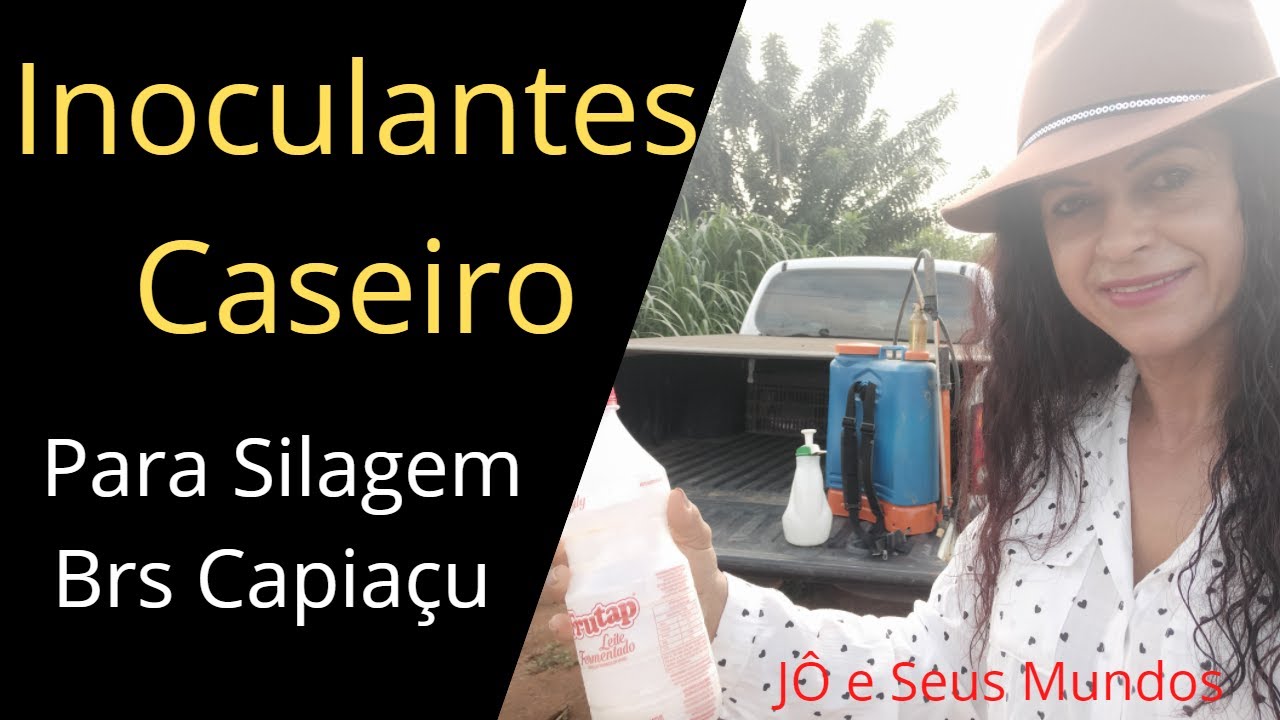 Inoculantes Caseiro, Para Silagem Brs Capiaçu, Capim Açu, Silagem com Inoculantes,