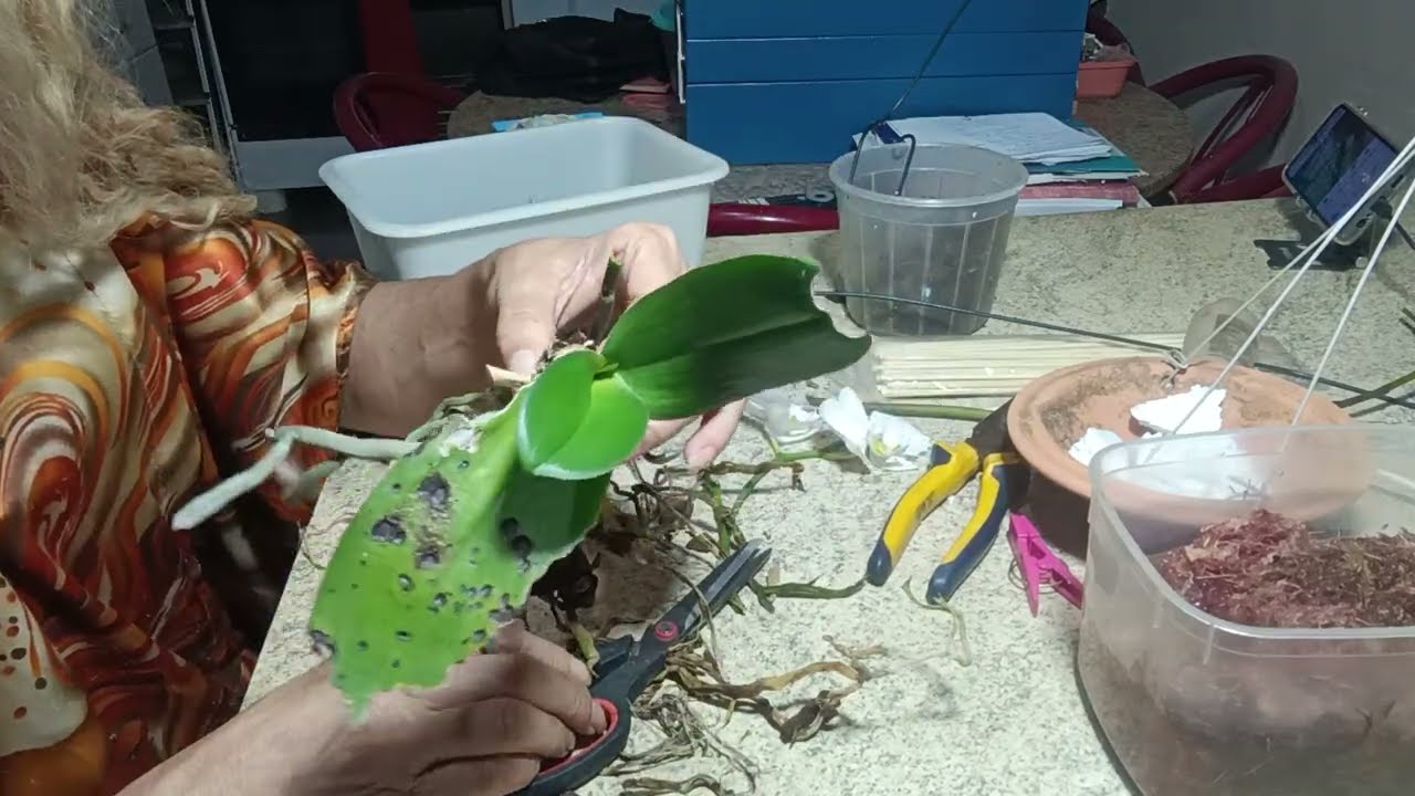 Salvando mais uma orquídea que está prestes a morrer.