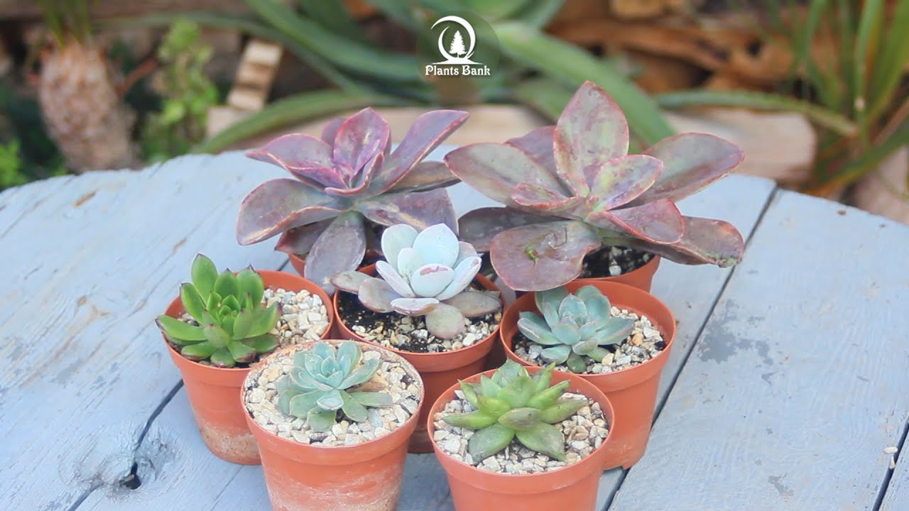 Easy way to multiply the Echeveria and Graptoveria plant
