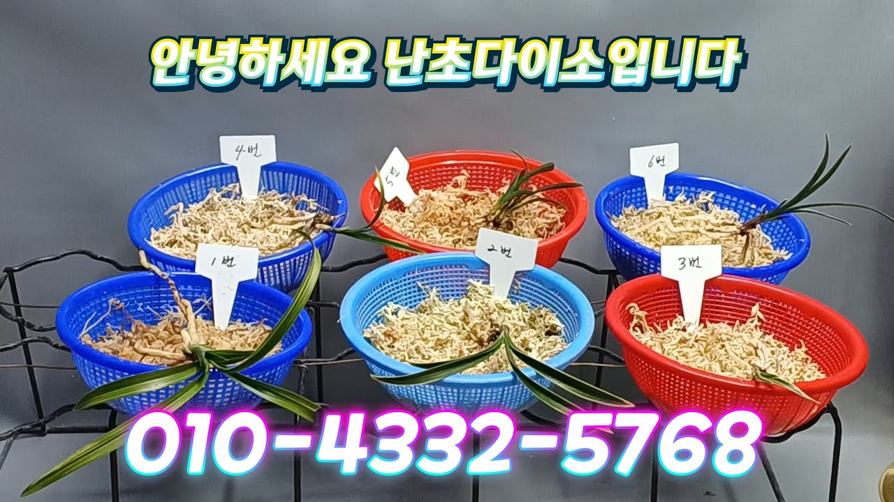 1월28일(수요일)이쁜 종자 만나보세요 감사합니다 