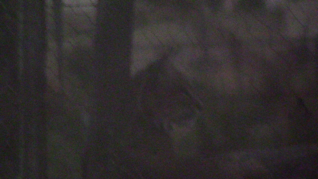 lynx in the backyard in Chino Valley AZ #AZVlogger #LifeInAZ